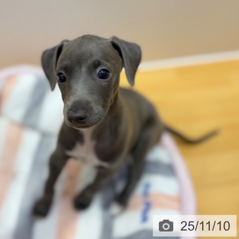 イタリアン・グレーハウンドの写真