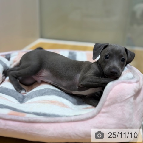 イタリアン・グレーハウンドの写真