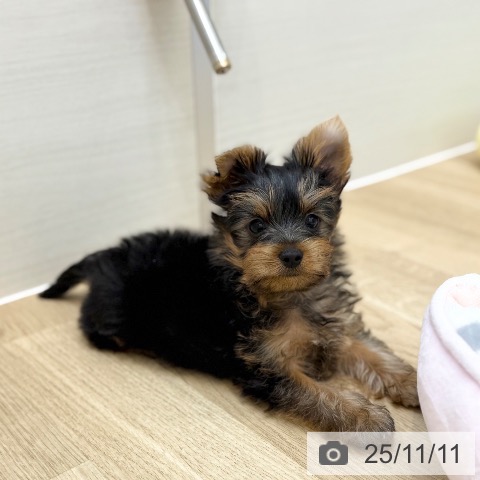 ヨークシャー・テリアの写真