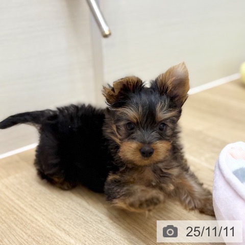 ヨークシャー・テリアの写真