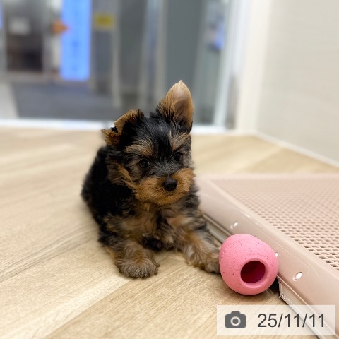 ヨークシャー・テリアの写真