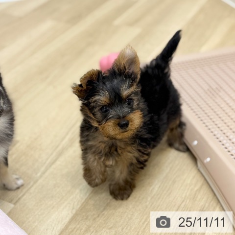 ヨークシャー・テリアの写真