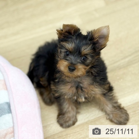 ヨークシャー・テリアの写真