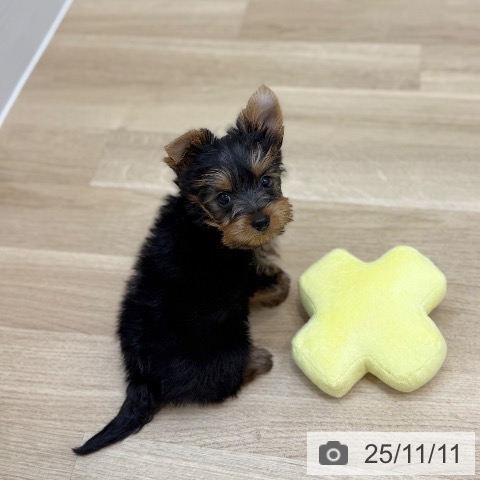 ヨークシャー・テリアの写真