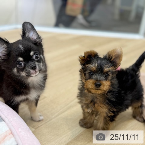 ヨークシャー・テリアの写真