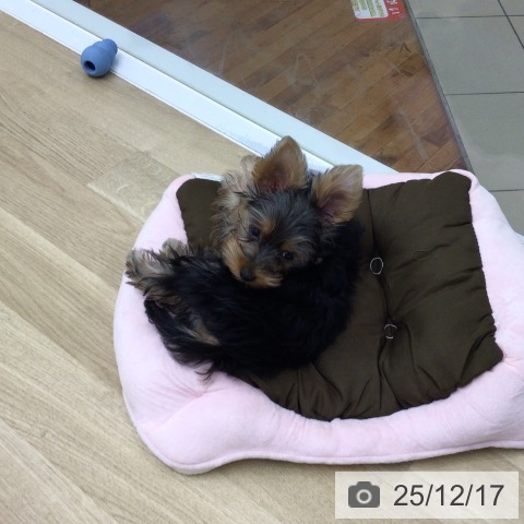 京都府のヨークシャーテリア (ペットプラス 久御山店/2025年9月11日生まれ/男の子/スチールブルータン)の子犬の3枚目の画像