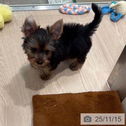 ヨークシャー・テリアの写真