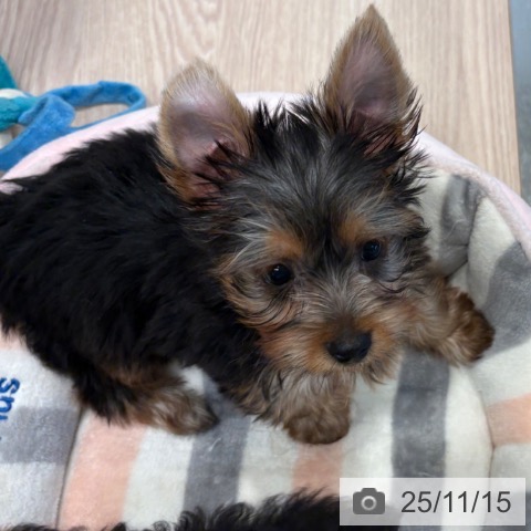 ヨークシャー・テリアの写真