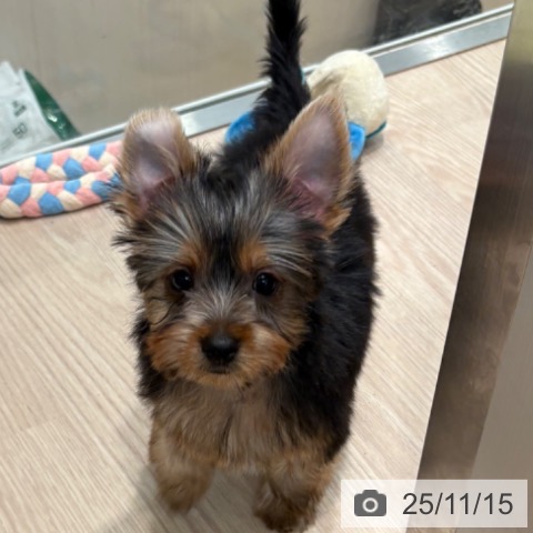 ヨークシャー・テリアの写真