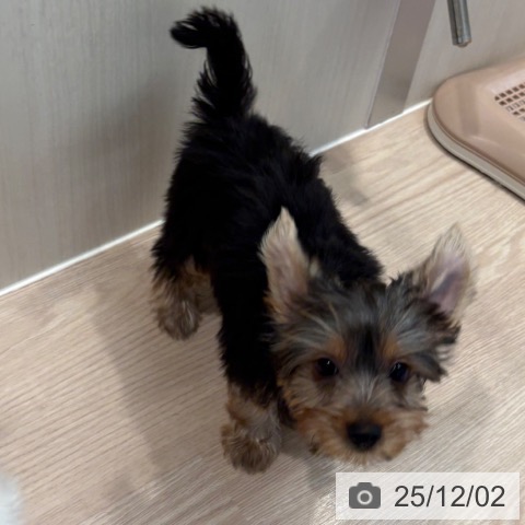 和歌山県のヨークシャーテリア (ペットプラス 和歌山店/2025年9月11日生まれ/女の子/スチールブルータン)の子犬の3枚目の画像