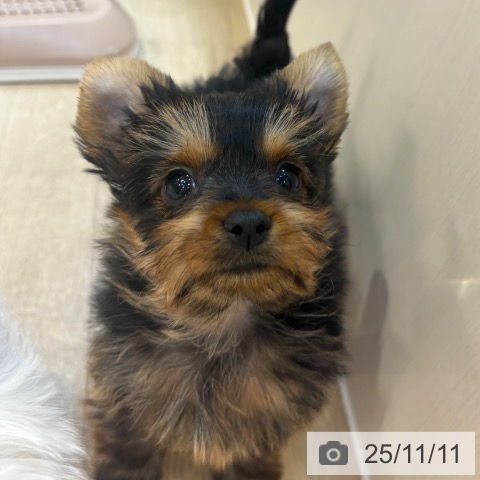 ヨークシャー・テリアの写真