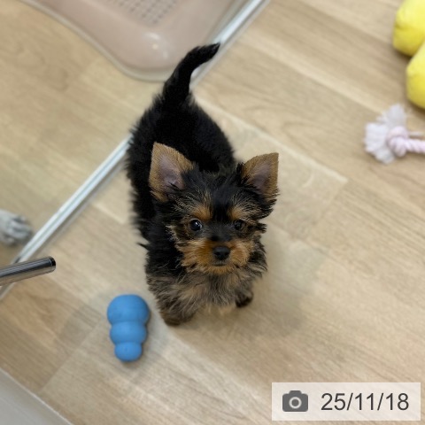 ヨークシャー・テリアの写真