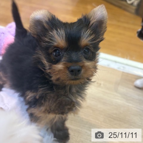 ヨークシャー・テリアの写真