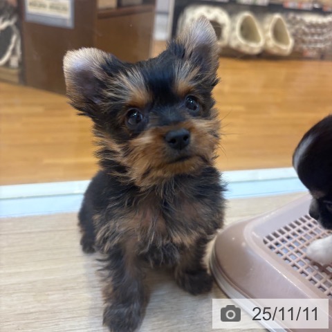 ヨークシャー・テリアの写真