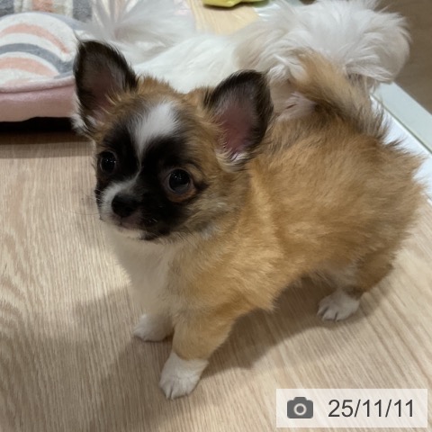 チワワの写真