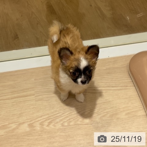 大阪府のチワワ(ロング) (ペットプラス 堺鉄砲町店/2025年9月11日生まれ/男の子/レッドホワイト)の子犬の3枚目の画像