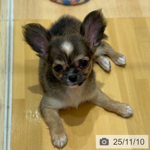 チワワの写真