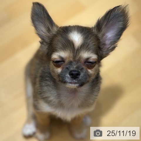 京都府のチワワ(ロング) (ペットプラス 久御山店/2025年9月11日生まれ/男の子/レッドホワイト)の子犬の4枚目の画像