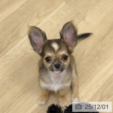 京都府のチワワ(ロング) (ペットプラス 久御山店/2025年9月11日生まれ/男の子/レッドホワイト)の子犬の3枚目の画像