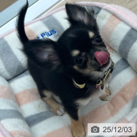 京都府のチワワ(ロング) (ペットプラス 京都桂川店/2025年9月11日生まれ/女の子/ブラックタン)の子犬の3枚目の画像