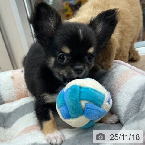 京都府のチワワ(ロング) (ペットプラス 京都桂川店/2025年9月11日生まれ/女の子/ブラックタンホワイト)の子犬の4枚目の画像