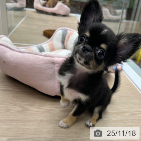京都府のチワワ(ロング) (ペットプラス 京都桂川店/2025年9月11日生まれ/女の子/ブラックタンホワイト)の子犬の3枚目の画像