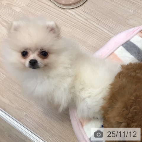 ポメラニアンの写真