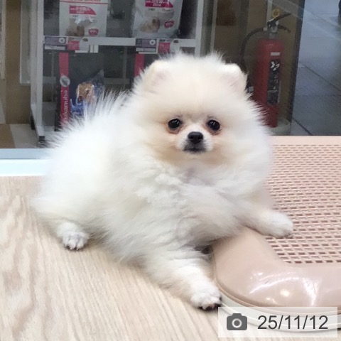 ポメラニアンの写真