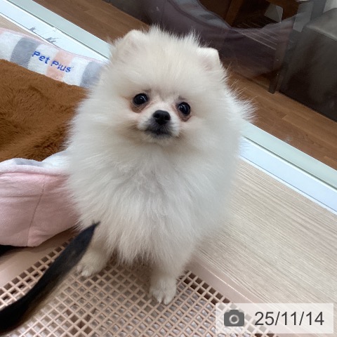 ポメラニアンの写真