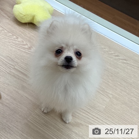 大阪府のポメラニアン (ペットプラス 松原店/2025年8月29日生まれ/女の子/ホワイト)の子犬の4枚目の画像