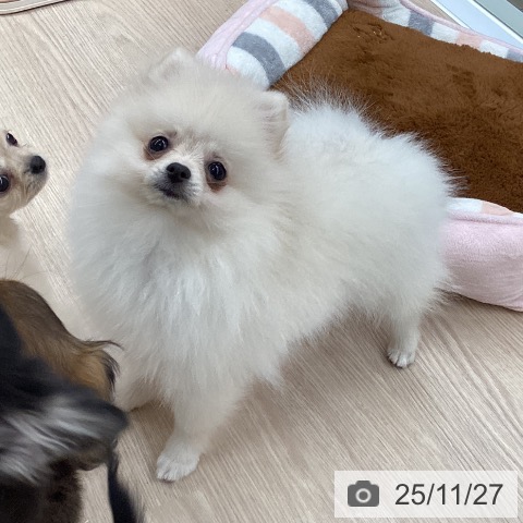 大阪府のポメラニアン (ペットプラス 松原店/2025年8月29日生まれ/女の子/ホワイト)の子犬の3枚目の画像