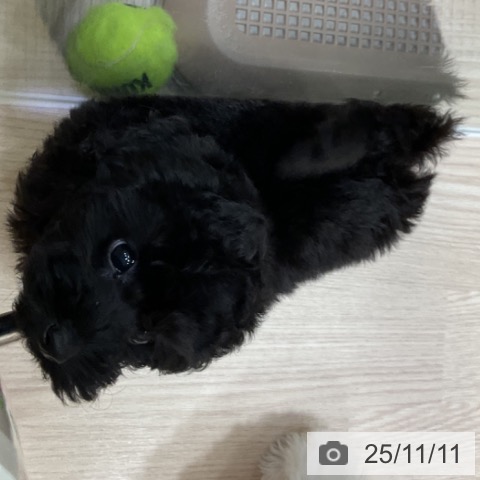 トイ・プードルの写真