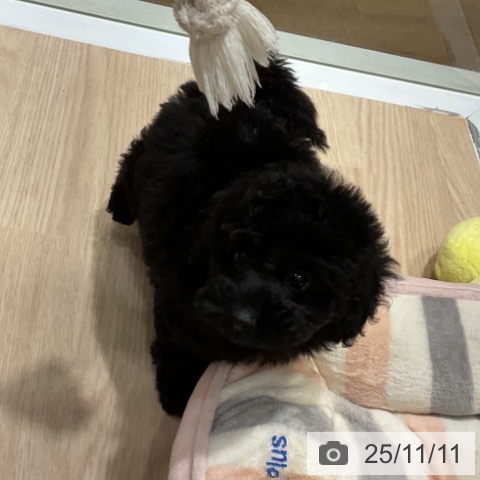 トイ・プードルの写真