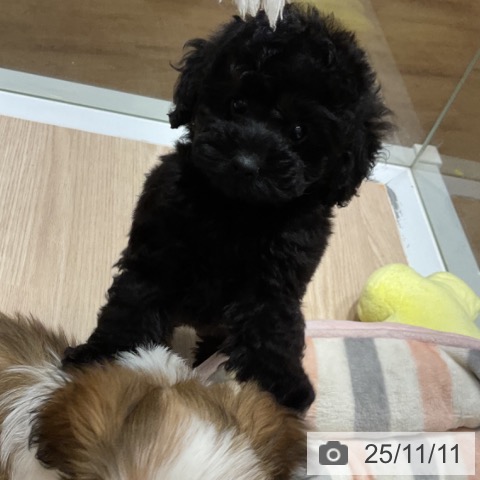 トイ・プードルの写真