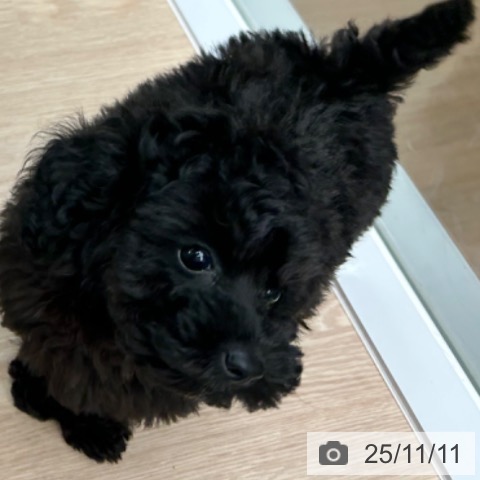 トイ・プードルの写真