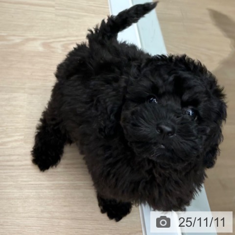 トイ・プードルの写真