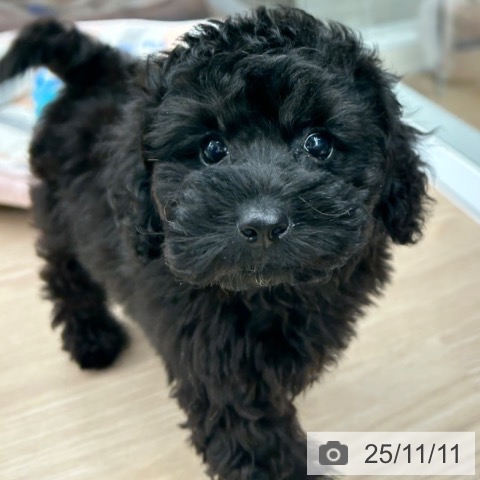 トイ・プードルの写真