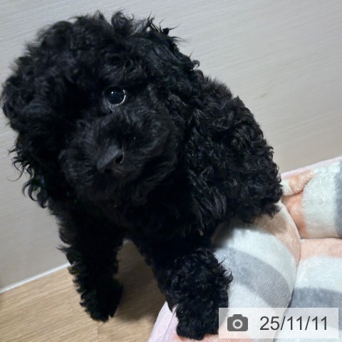 トイ・プードルの写真