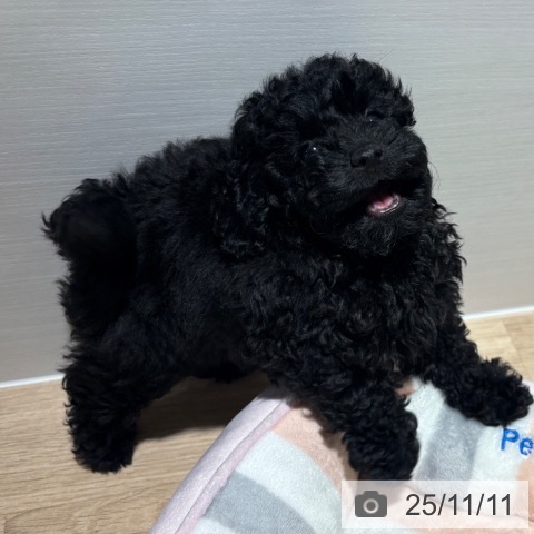 トイ・プードルの写真