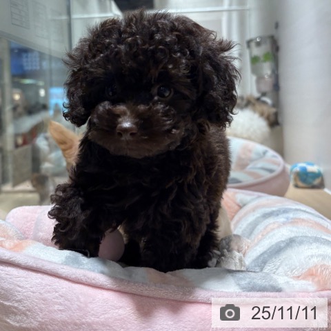 トイ・プードルの写真