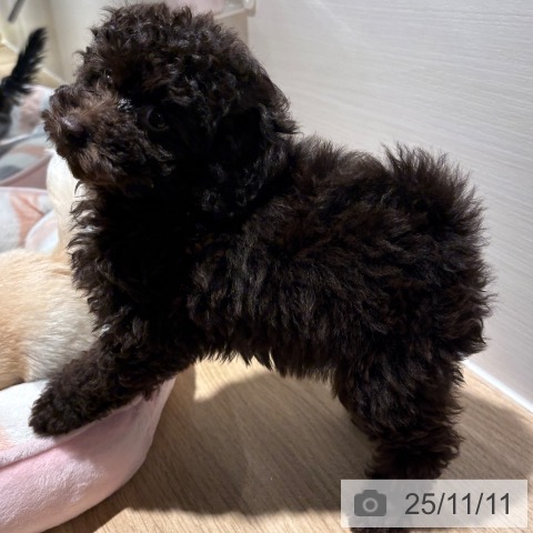 トイ・プードルの写真