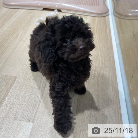 兵庫県のトイプードル(トイ) (ペットプラス 明石店/2025年9月3日生まれ/女の子/ブラウン)の子犬の4枚目の画像