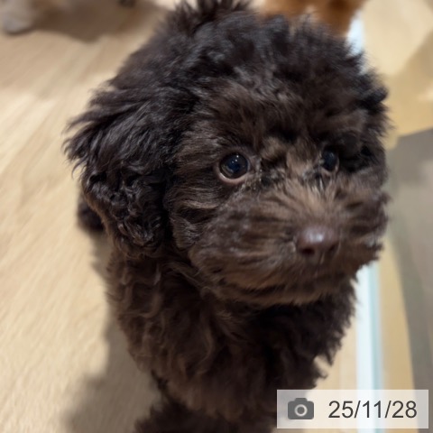 兵庫県のトイプードル(トイ) (ペットプラス 明石店/2025年9月3日生まれ/女の子/ブラウン)の子犬の3枚目の画像