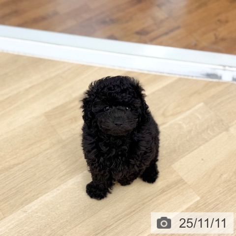 トイ・プードルの写真