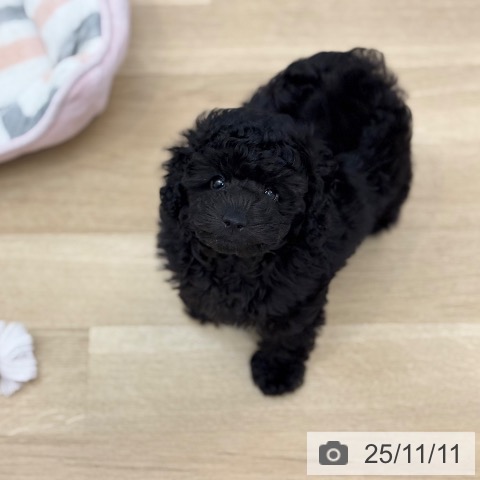 トイ・プードルの写真