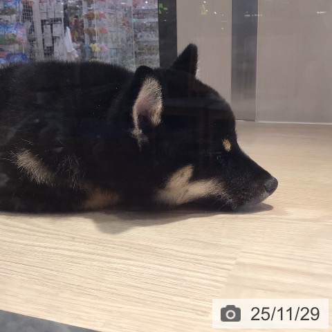 和歌山県の柴犬(標準サイズ) (ペットプラス 和歌山店/2025年9月10日生まれ/男の子/黒)の子犬の4枚目の画像