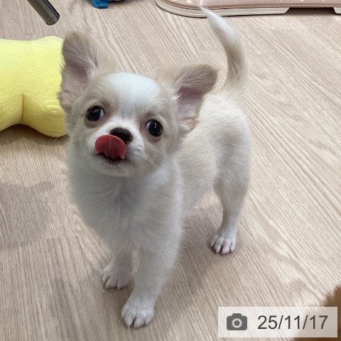 大阪府のチワワ(ロング) (ペットプラス ららぽーと和泉店/2025年9月12日生まれ/男の子/クリームホワイト)の子犬の4枚目の画像