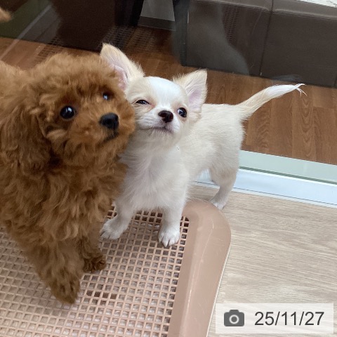 大阪府のチワワ(ロング) (ペットプラス ららぽーと和泉店/2025年9月12日生まれ/男の子/クリームホワイト)の子犬の3枚目の画像