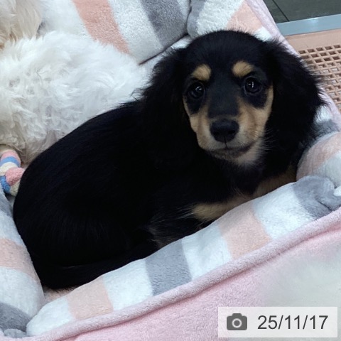 大阪府のカニンヘンダックスフンド(ロング) (ペットプラス ららぽーと和泉店/2025年9月12日生まれ/女の子/ブラックタン)の子犬の4枚目の画像