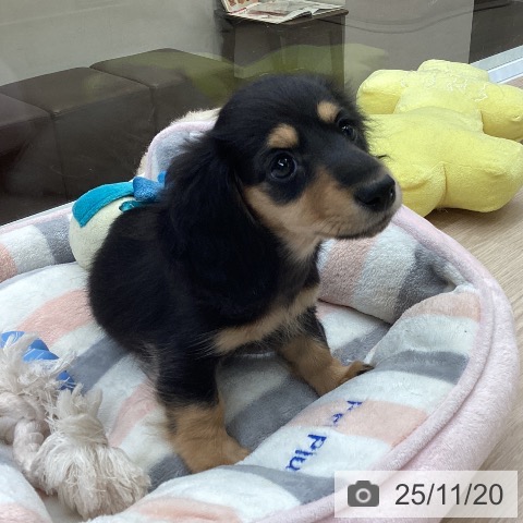 大阪府のカニンヘンダックスフンド(ロング) (ペットプラス ららぽーと和泉店/2025年9月12日生まれ/女の子/ブラックタン)の子犬の3枚目の画像